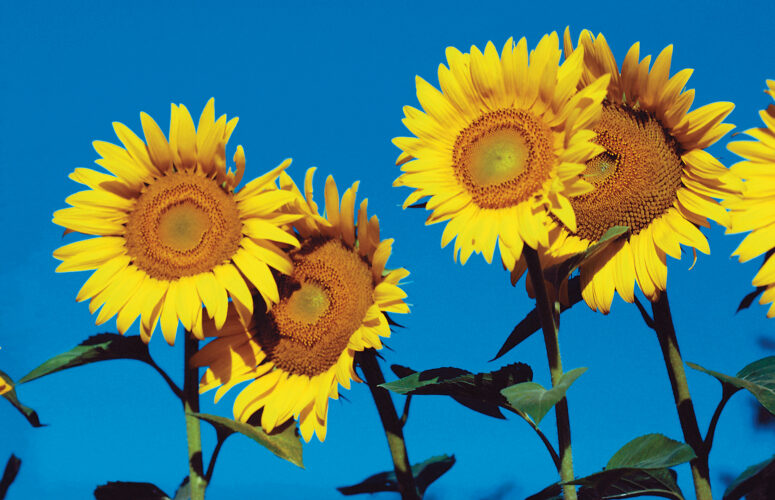 Biodiesel Fuel: Homegrown Oil